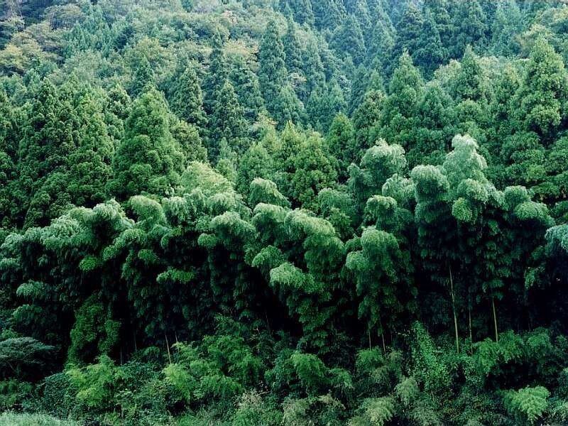 dense green forest on a hillside