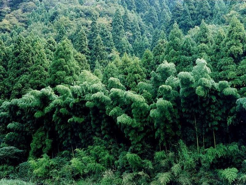 dense green forest on a hillside