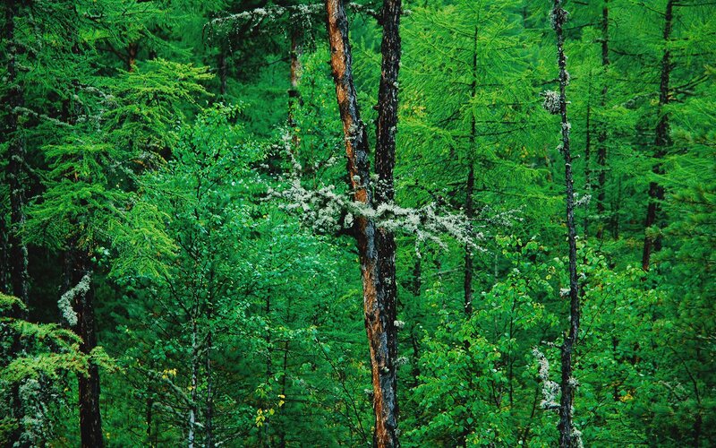 dense green forest scene