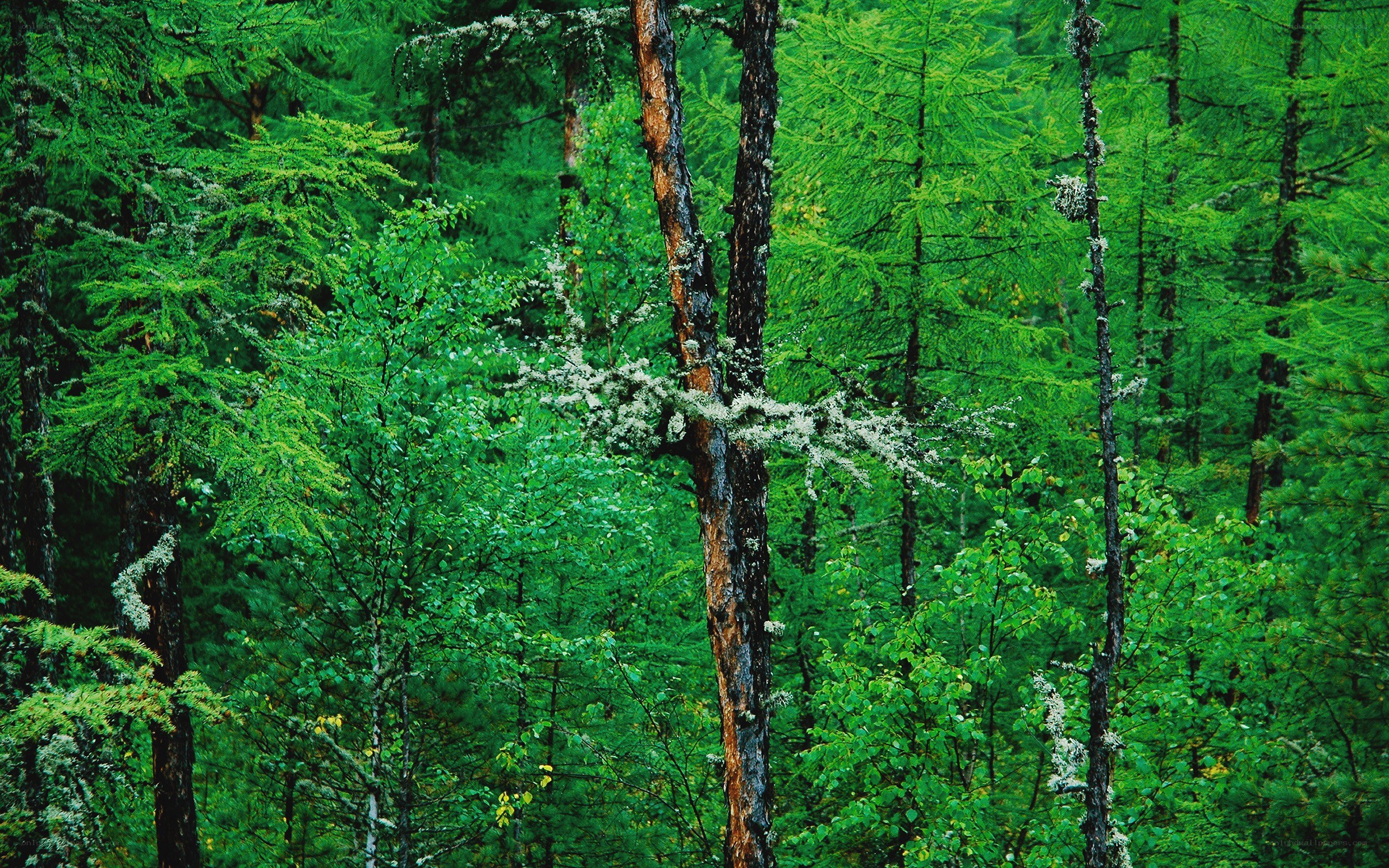 dense green forest scene