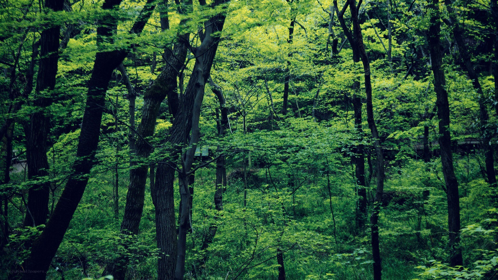 dense green forest scene