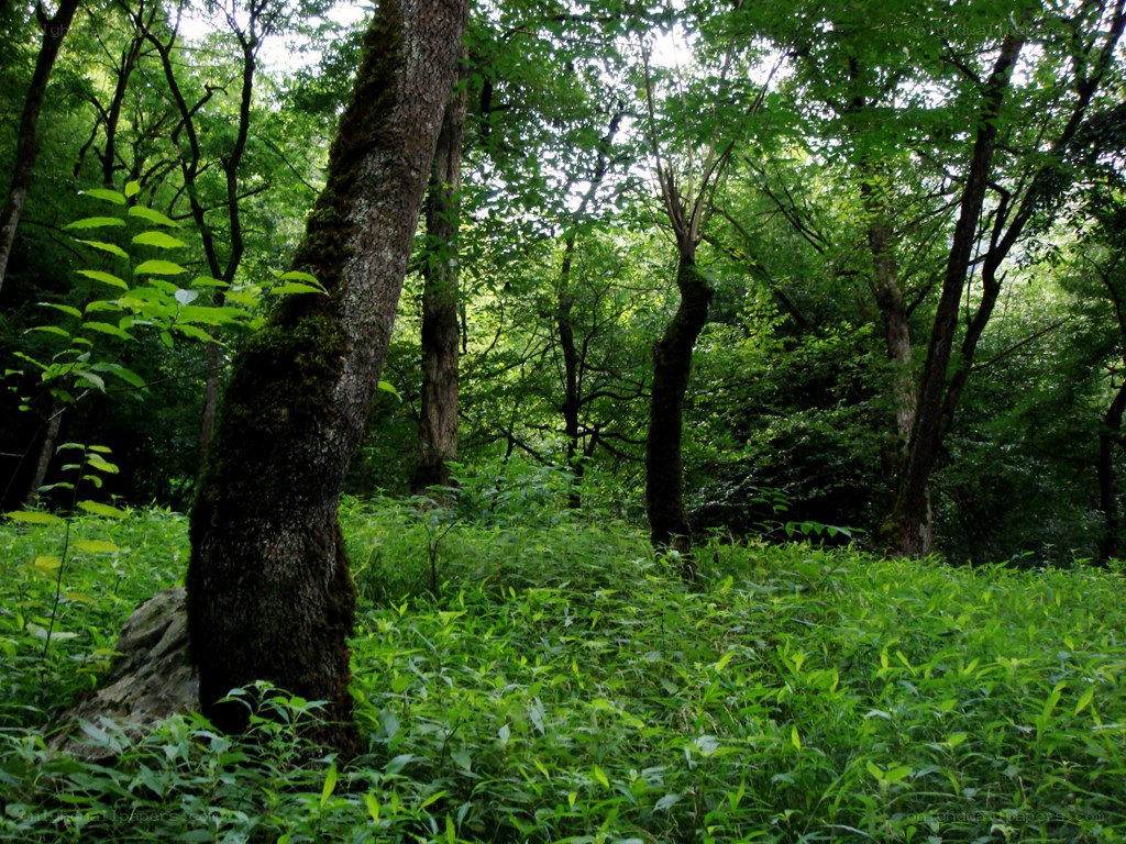 dense green forest scene
