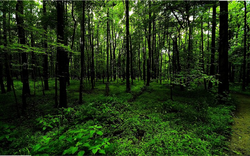 dense green forest scene
