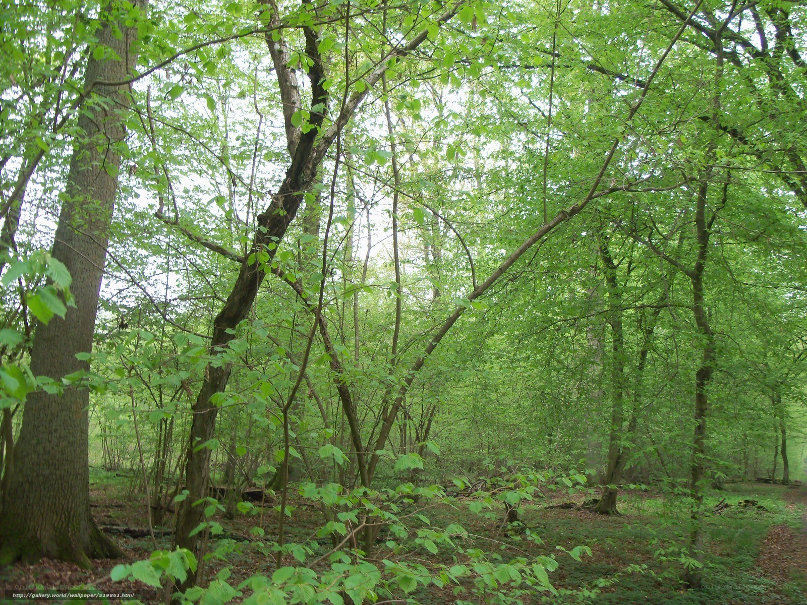 dense green forest scene