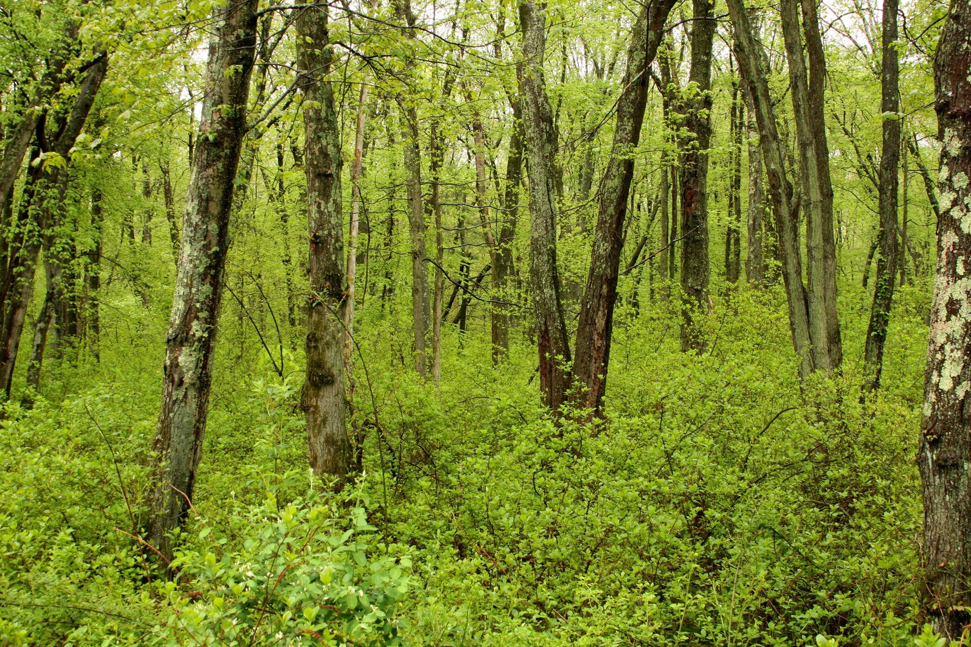 dense green forest scene