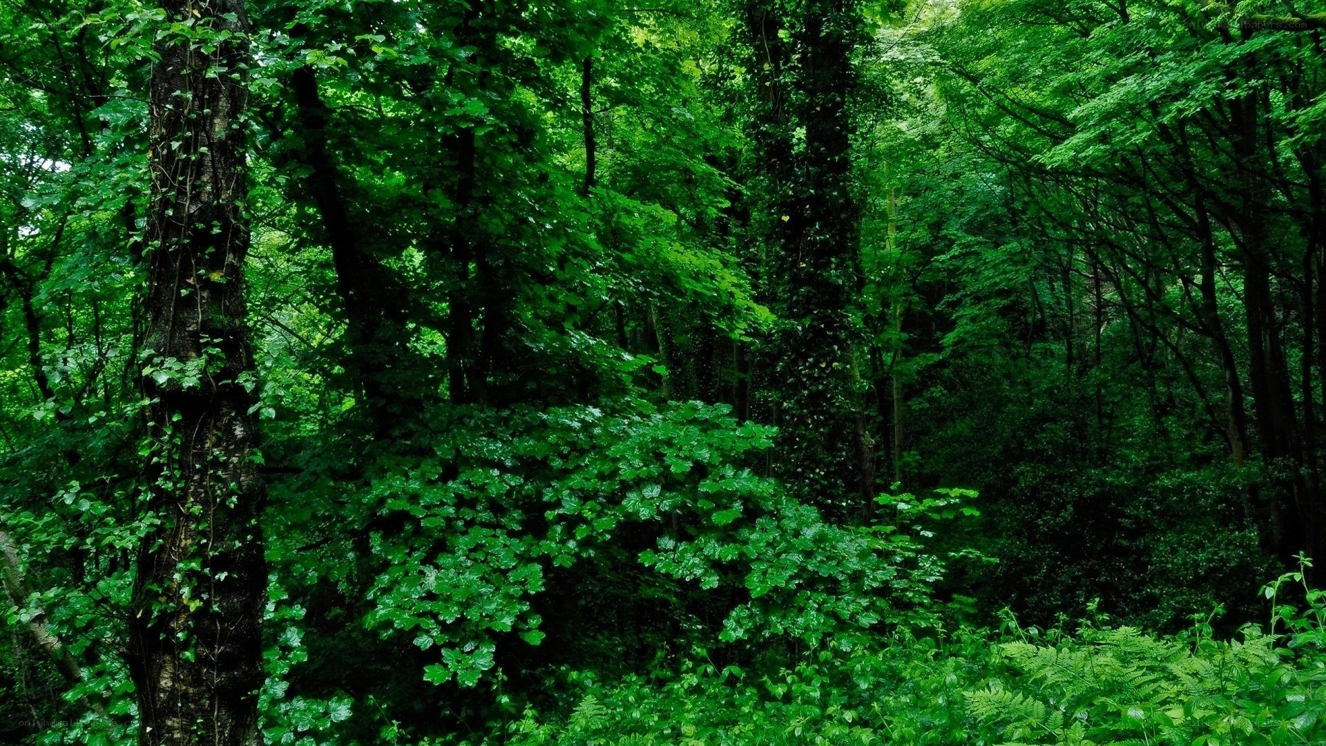 dense green forest scene