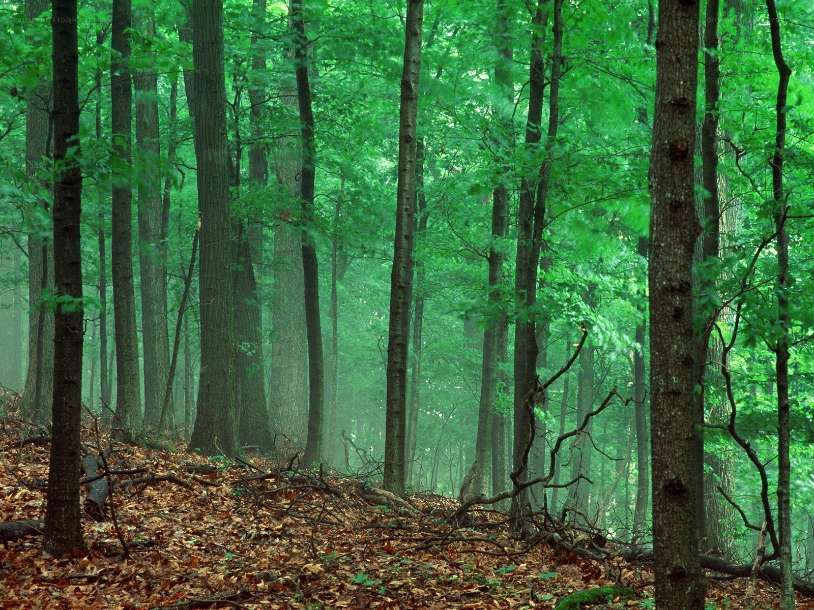 dense green forest scene