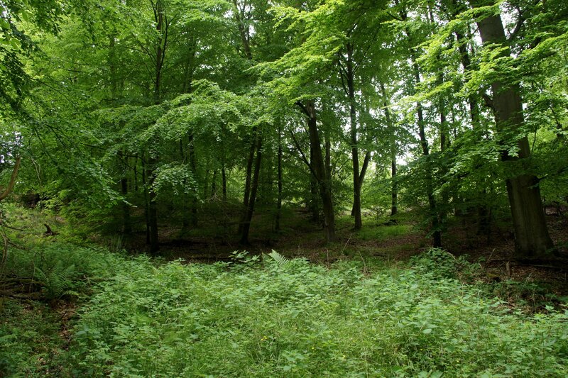dense green forest scene