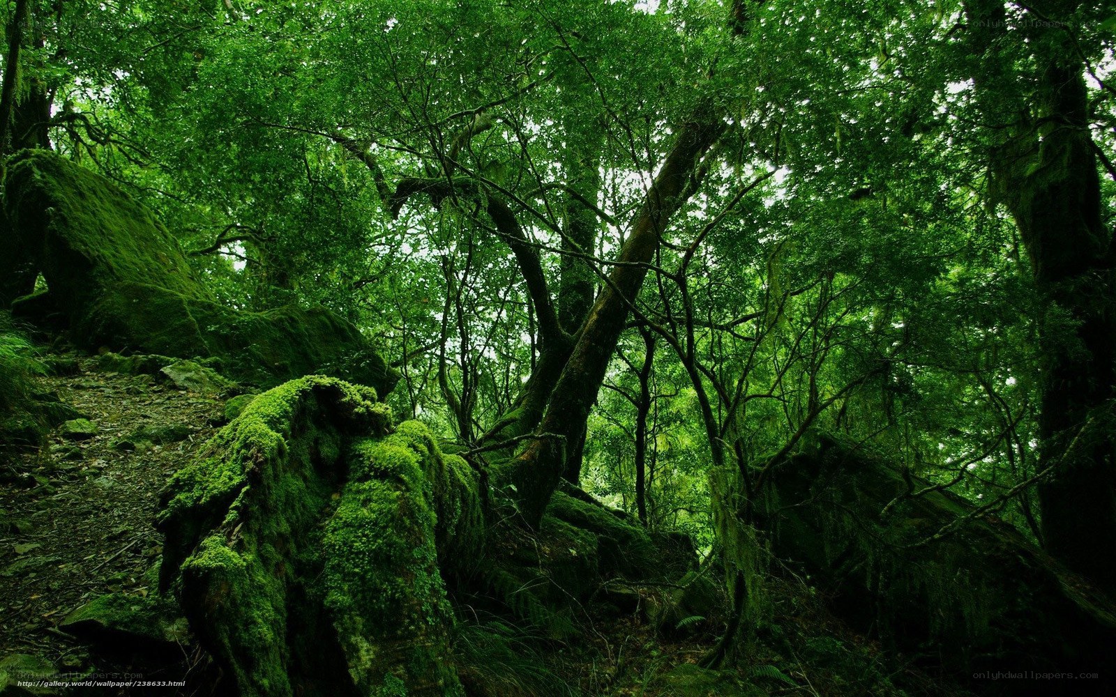 dense green forest scene