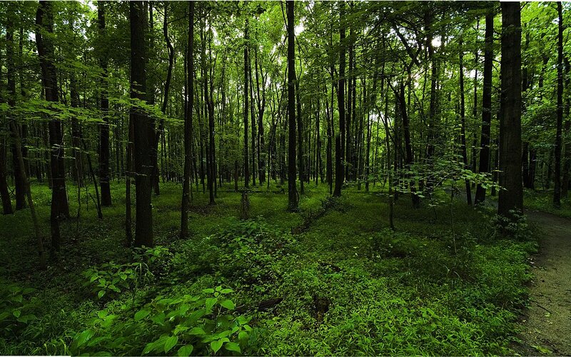 Dense Green Forest — Serene, Afternoon, Photograph