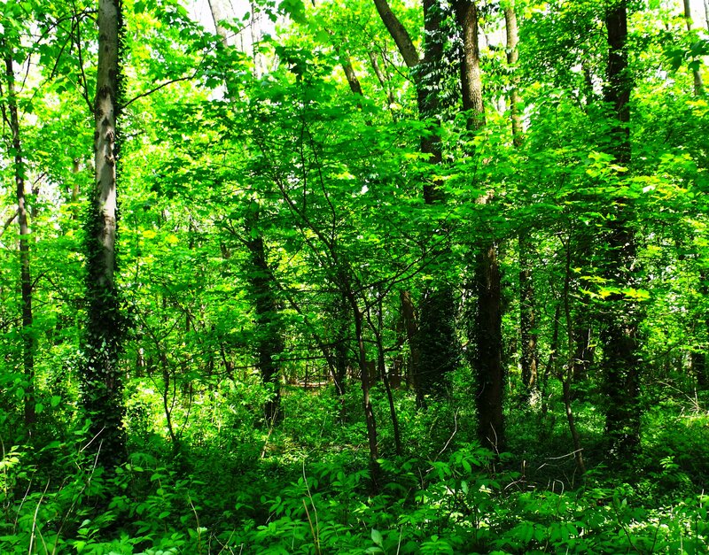 Dense Green Forest — Serene, Afternoon, Photograph, Trees, Foliage
