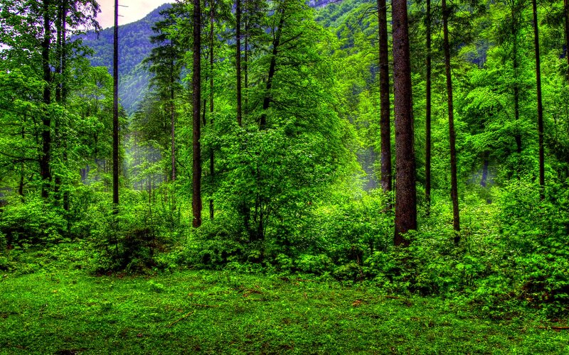 Dense Green Forest — Serene, Afternoon, Photograph, Trees, Mountain