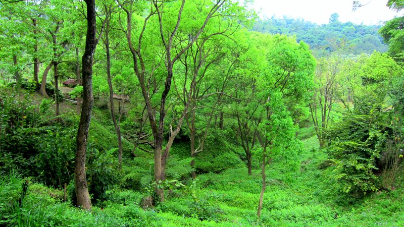 Dense Green Forest — Serene, Afternoon, Photograph, Trees