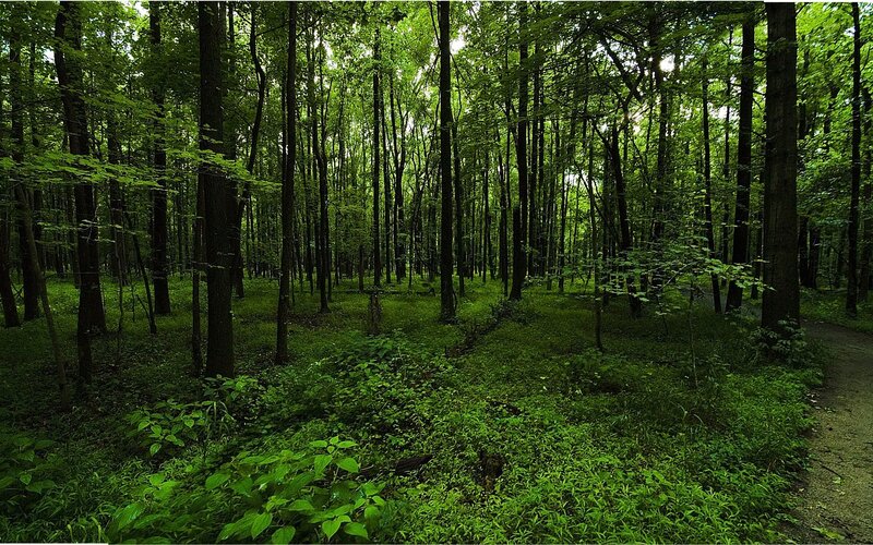 Dense Green Forest — Serene, Afternoon, Photograph, Trees, Undergrowth, Path