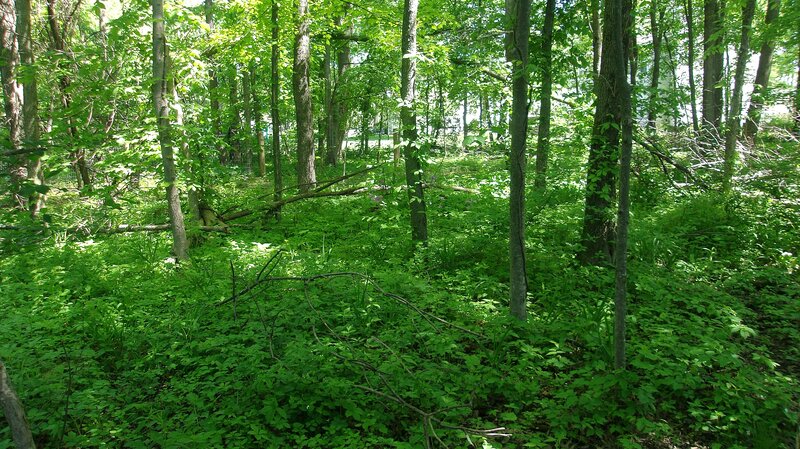 Dense Green Forest — Serene, Afternoon, Photograph, Trees, Undergrowth