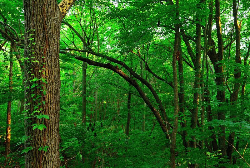 Dense Green Forest — Serene, Afternoon, Photograph, Trees, Vines