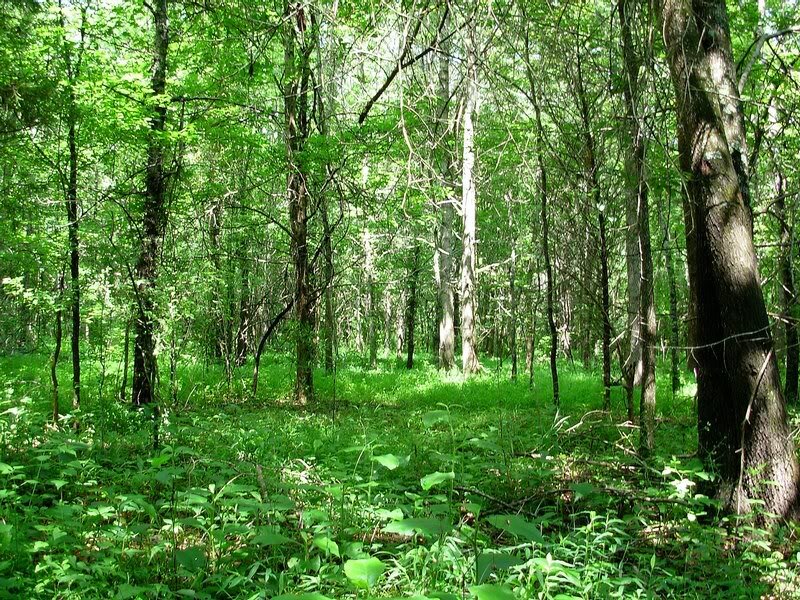 Dense Green Forest — Serene, Afternoon