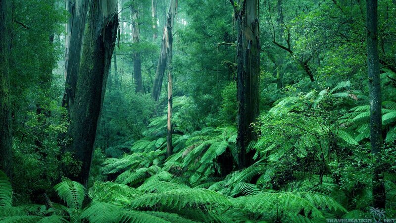 Dense Green Forest — Serene, Morning, Photograph
