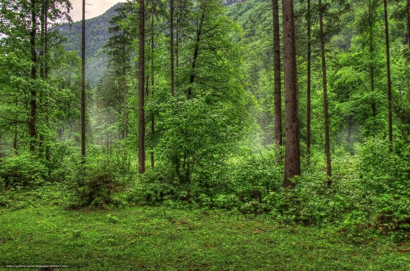 Dense Green Forest — Serene, Morning, Photograph, Trees, Mountain