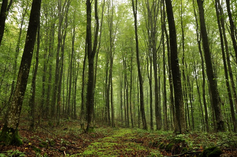 Dense Green Forest — Serene, Morning, Photograph, Trees