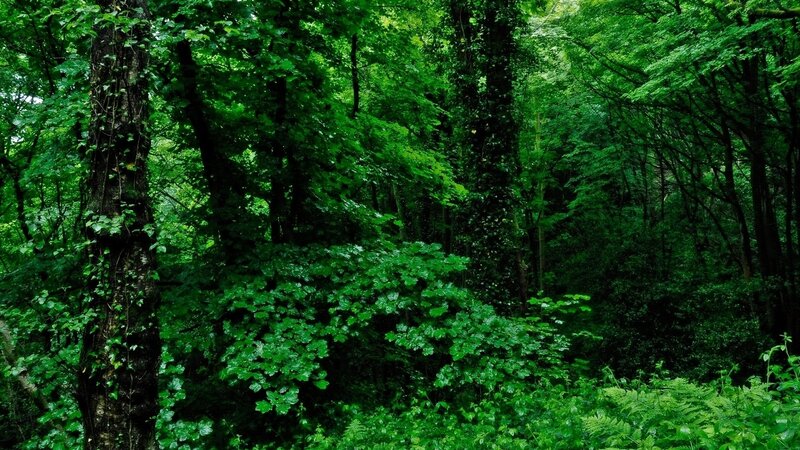 Dense Green Forest — Serene, Photograph