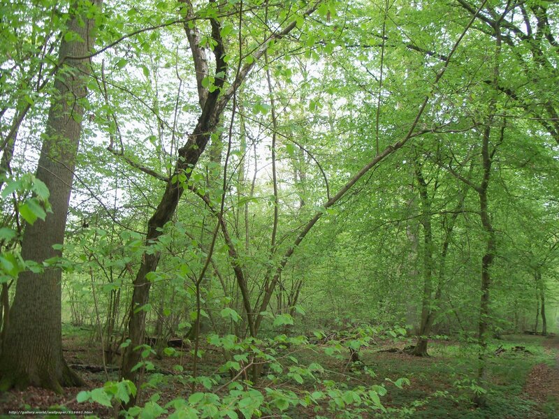 Dense Green Forest — Serene, Spring