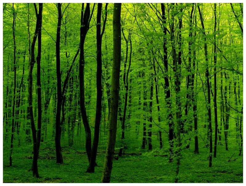 dense green forest