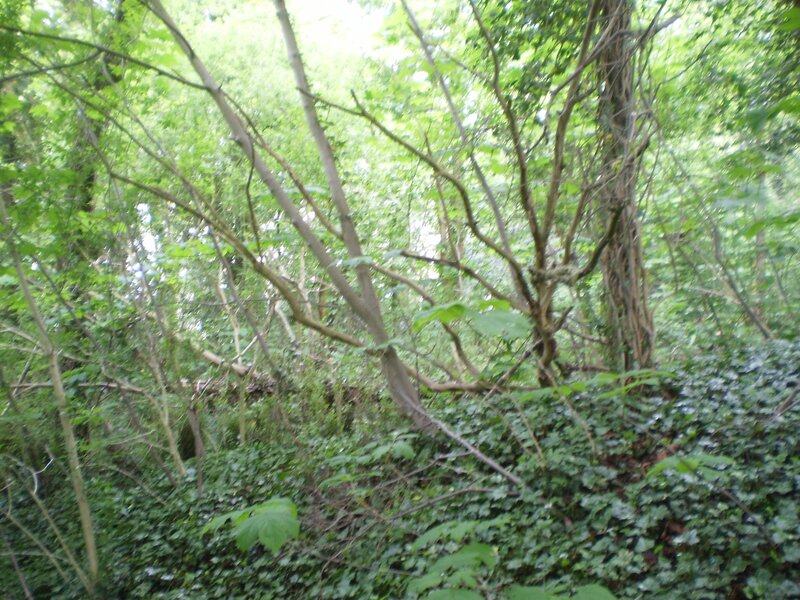 dense green forest undergrowth