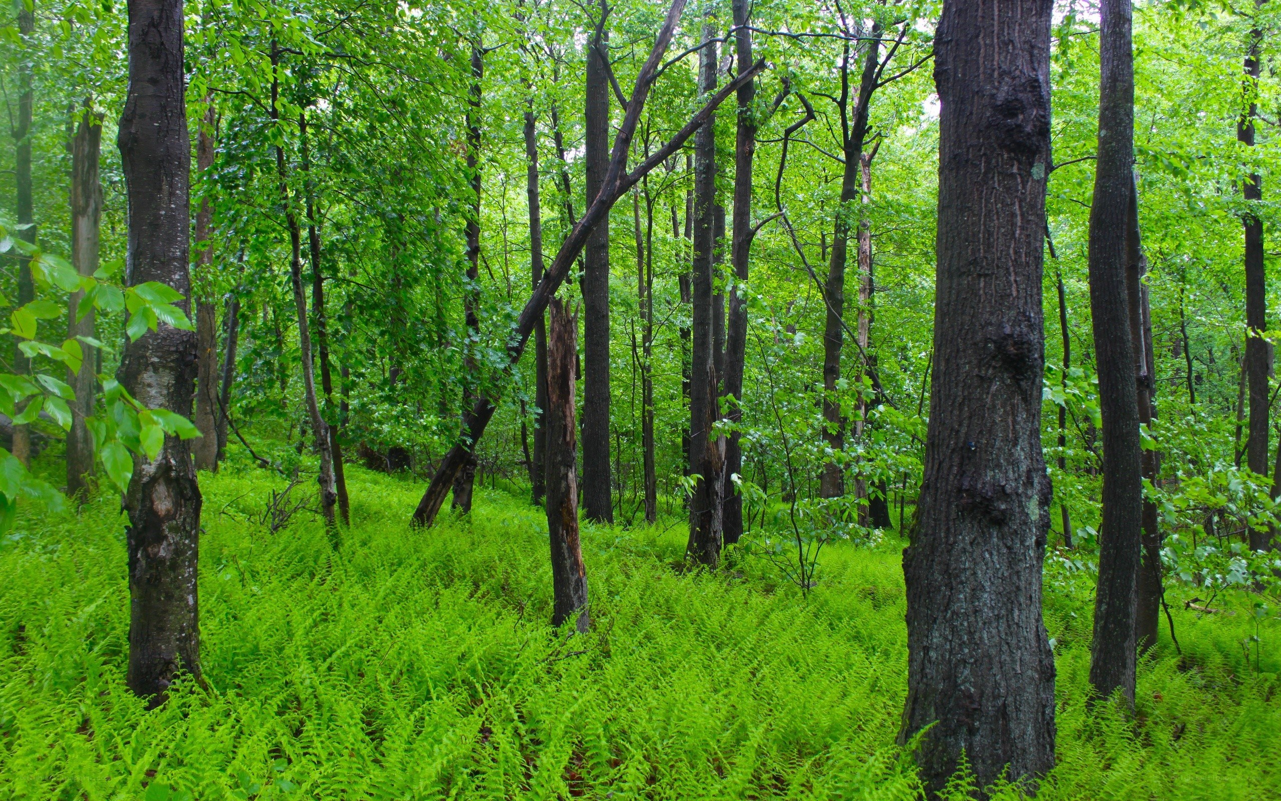 dense green forest with ferns