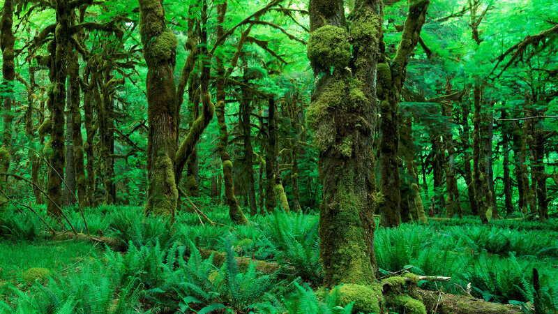 dense green forest with moss