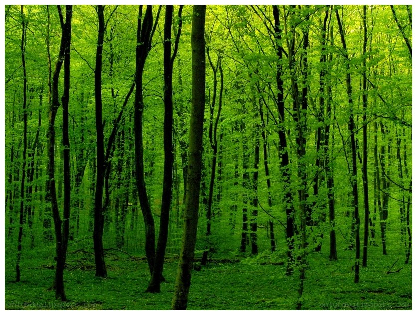 dense green forest