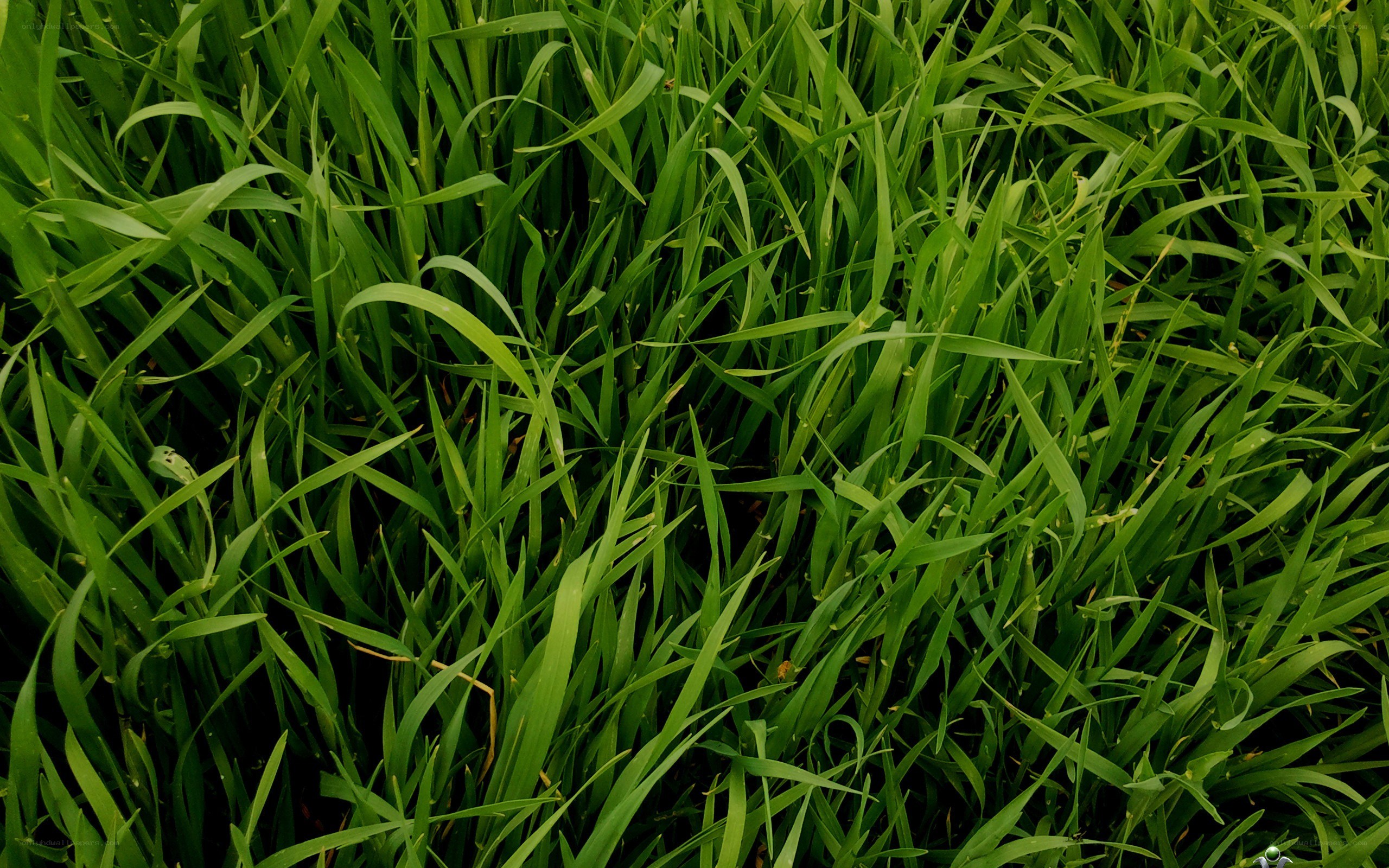 dense green grass blades