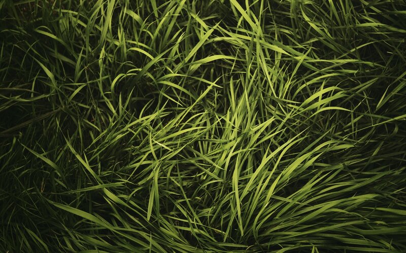 dense green grass blades