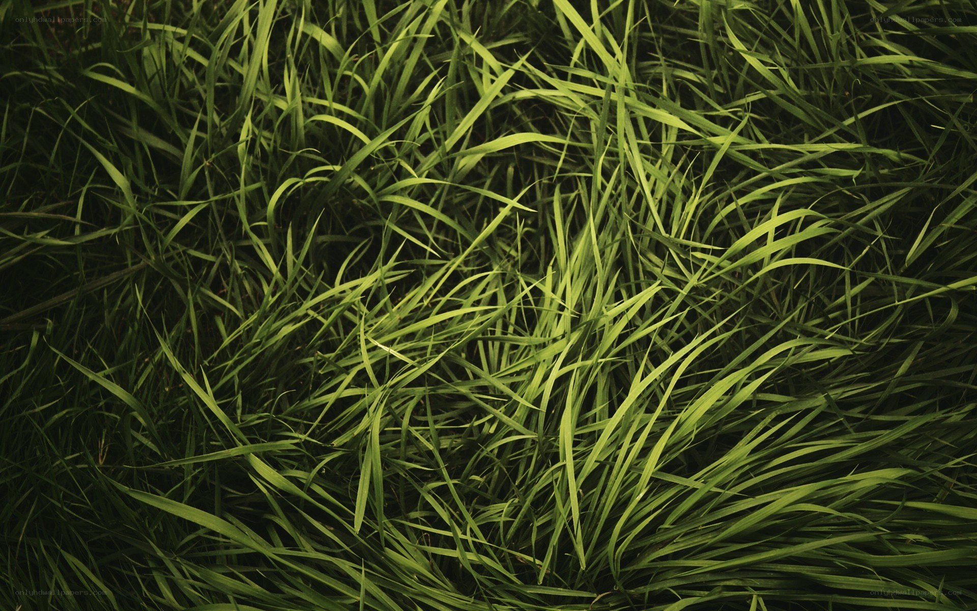dense green grass blades