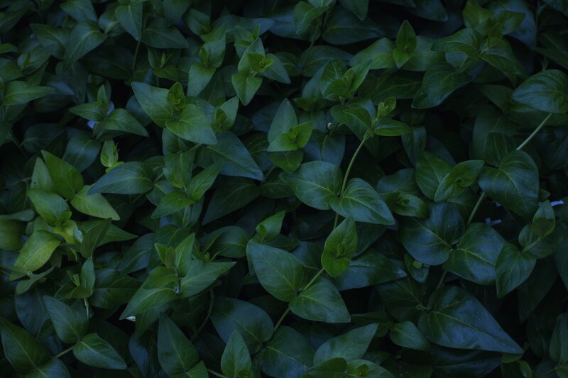 dense green leafy plants