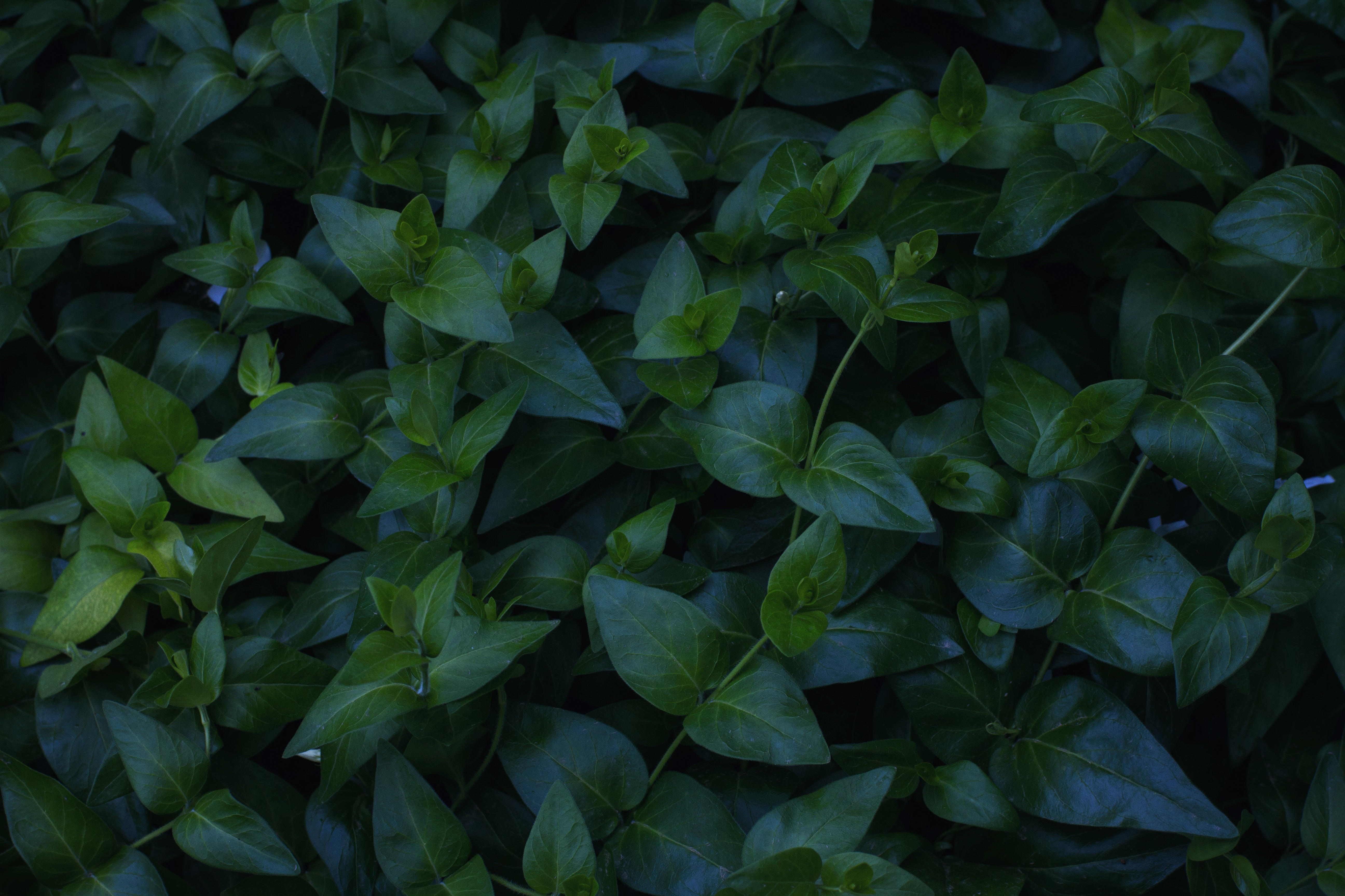 dense green leafy plants
