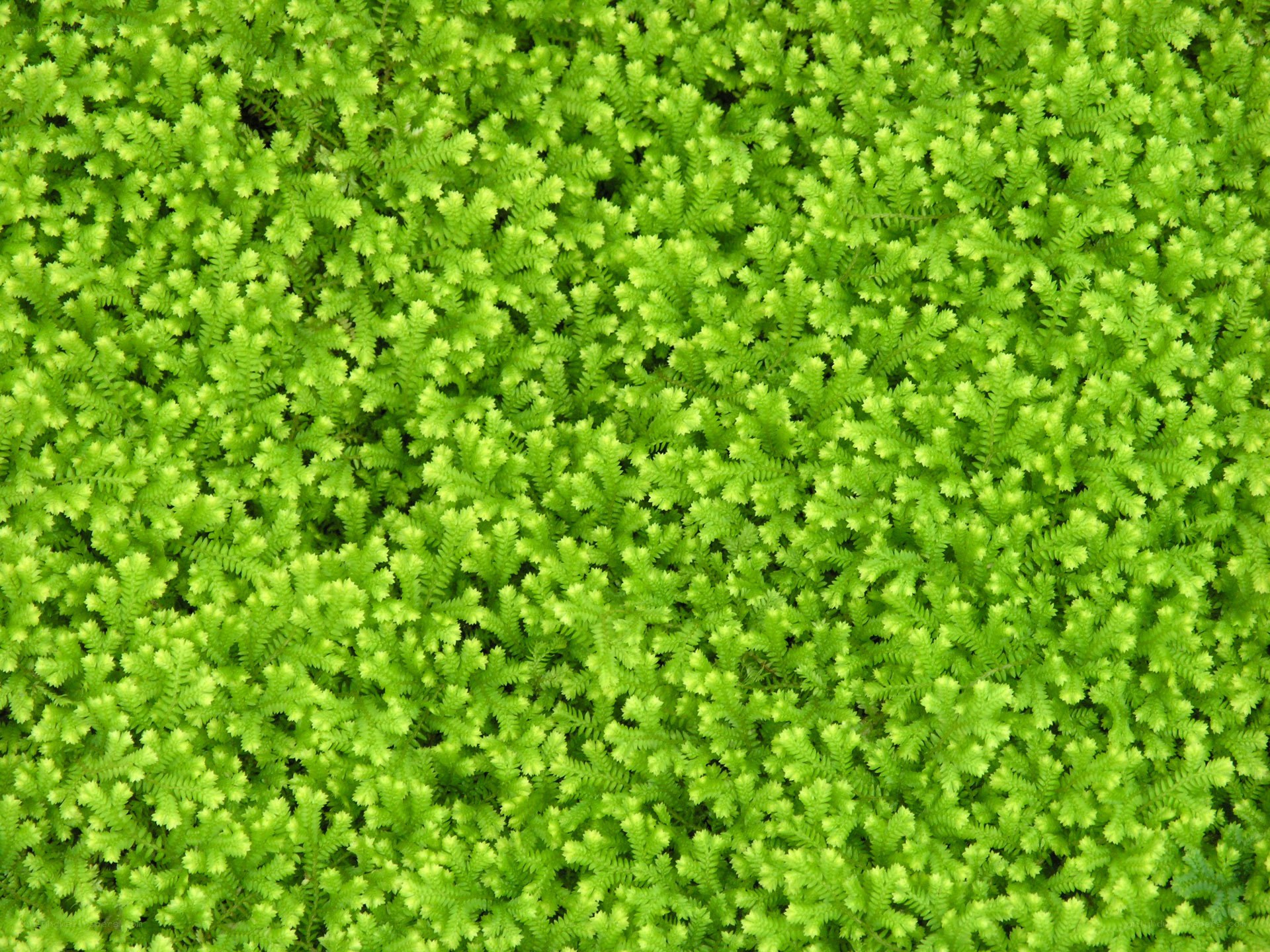 dense green moss texture