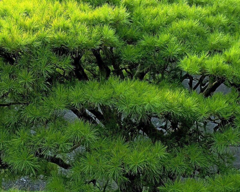 dense green pine foliage