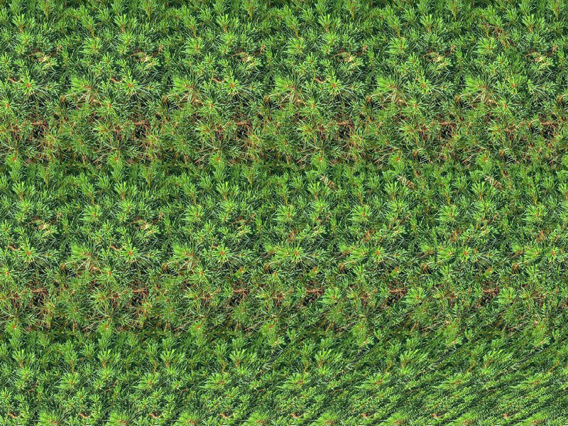 dense green shrubbery from above