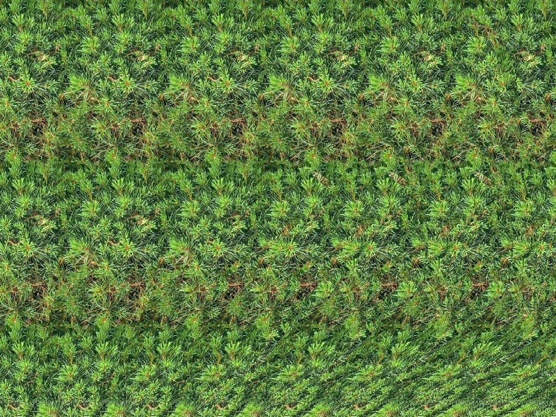 dense green shrubbery from above