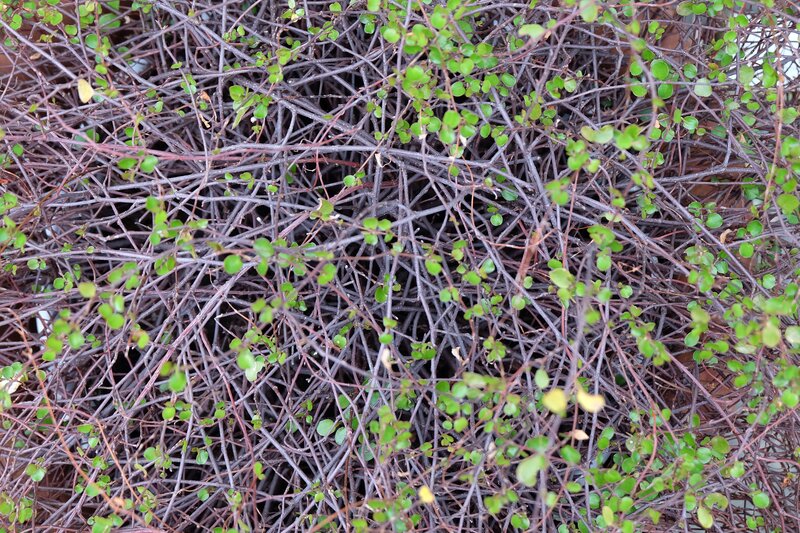 Dense Green Vine Growth