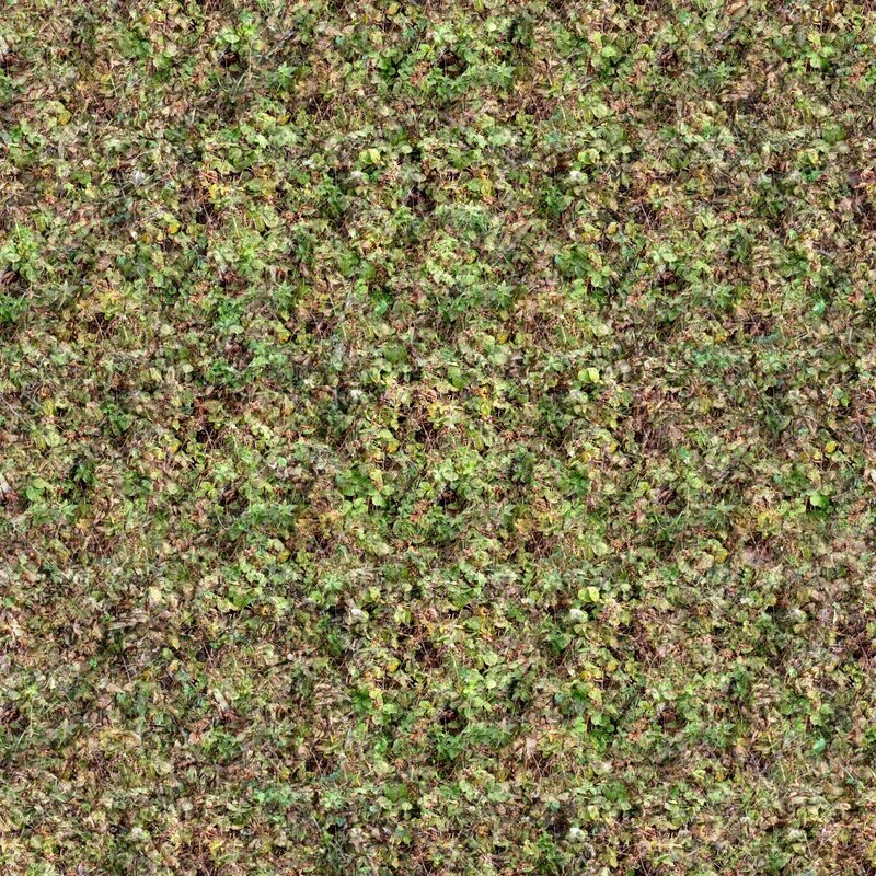 dense ground cover of leaves
