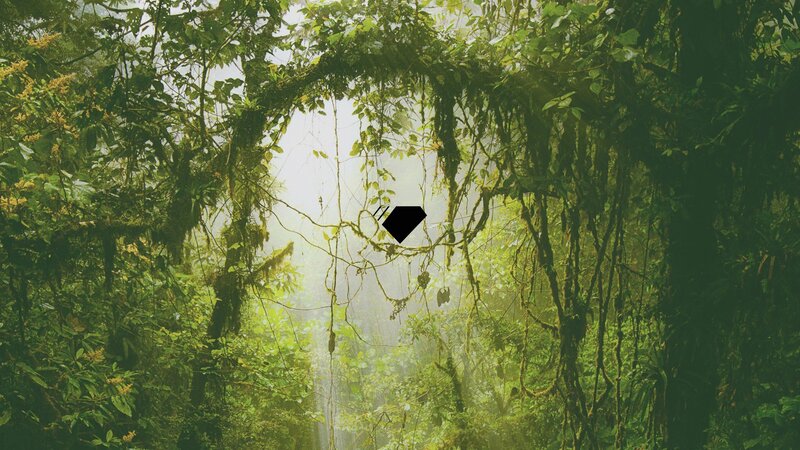 Dense Jungle Canopy — Green, Misty