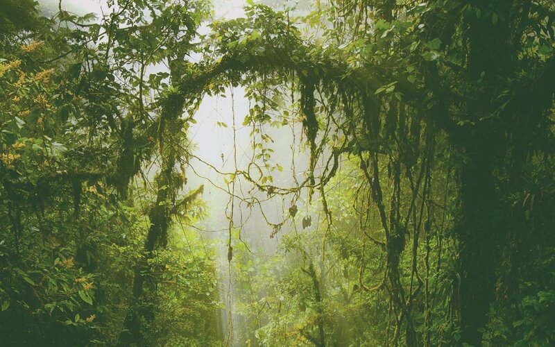 Dense Jungle Canopy