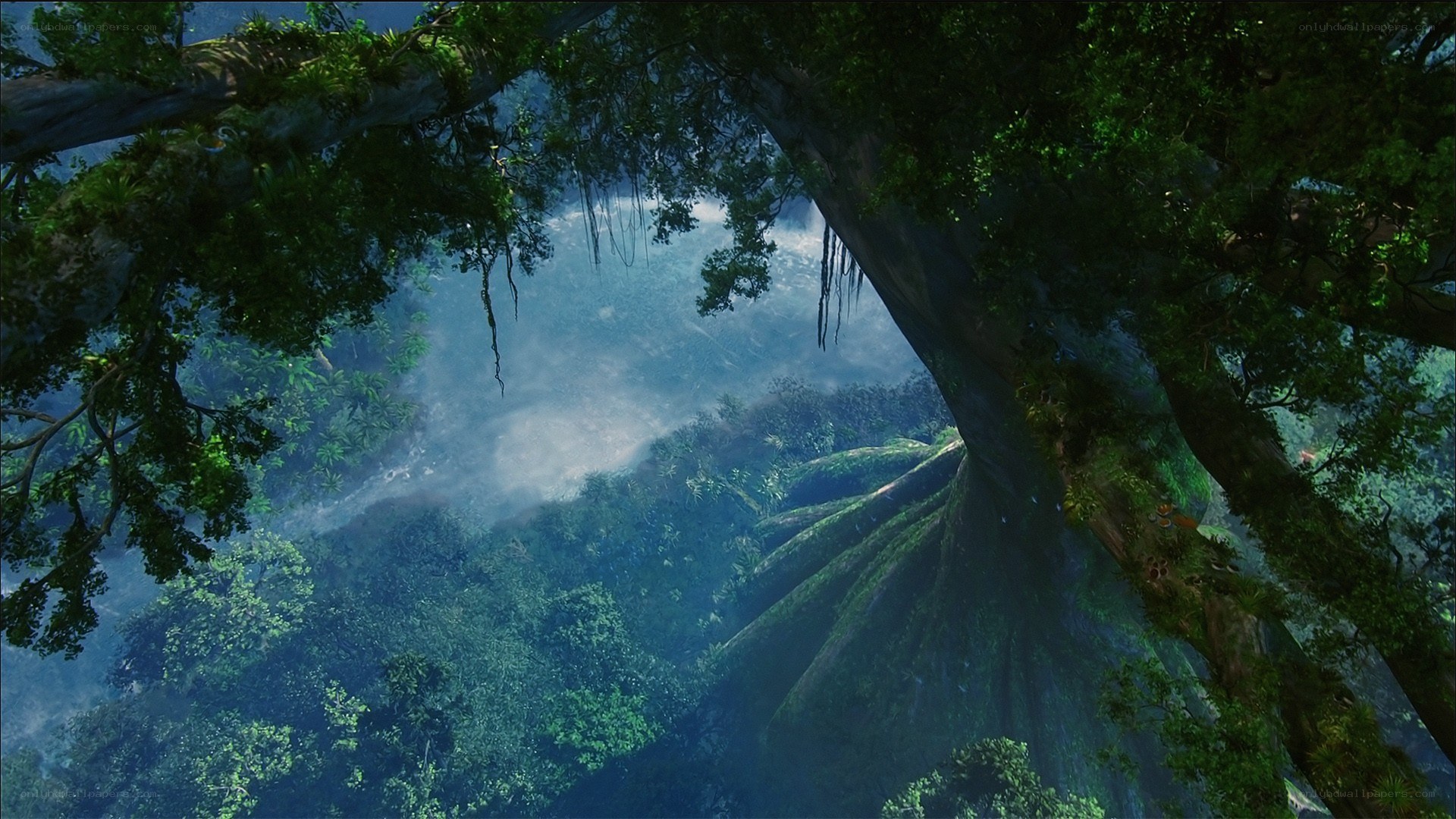 dense jungle canopy view