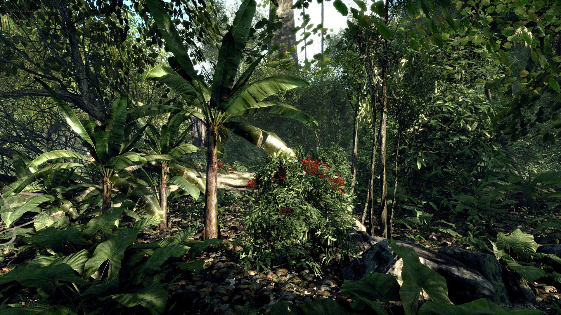 dense jungle foliage