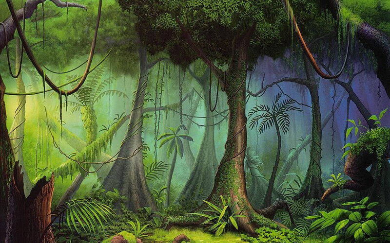 dense jungle forest