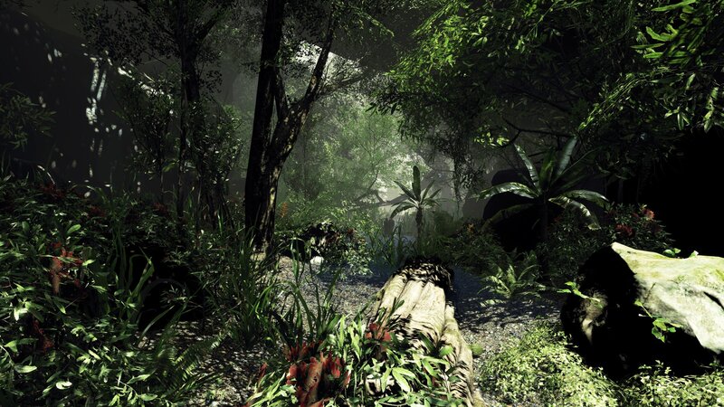 dense jungle path