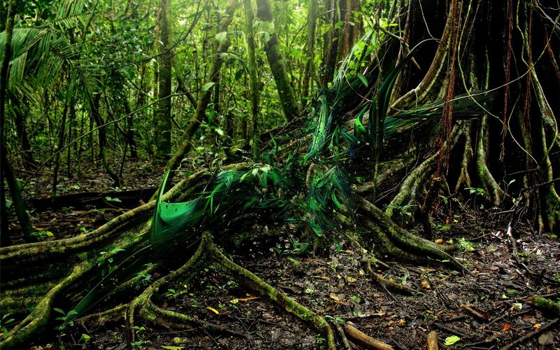 dense jungle with exposed roots