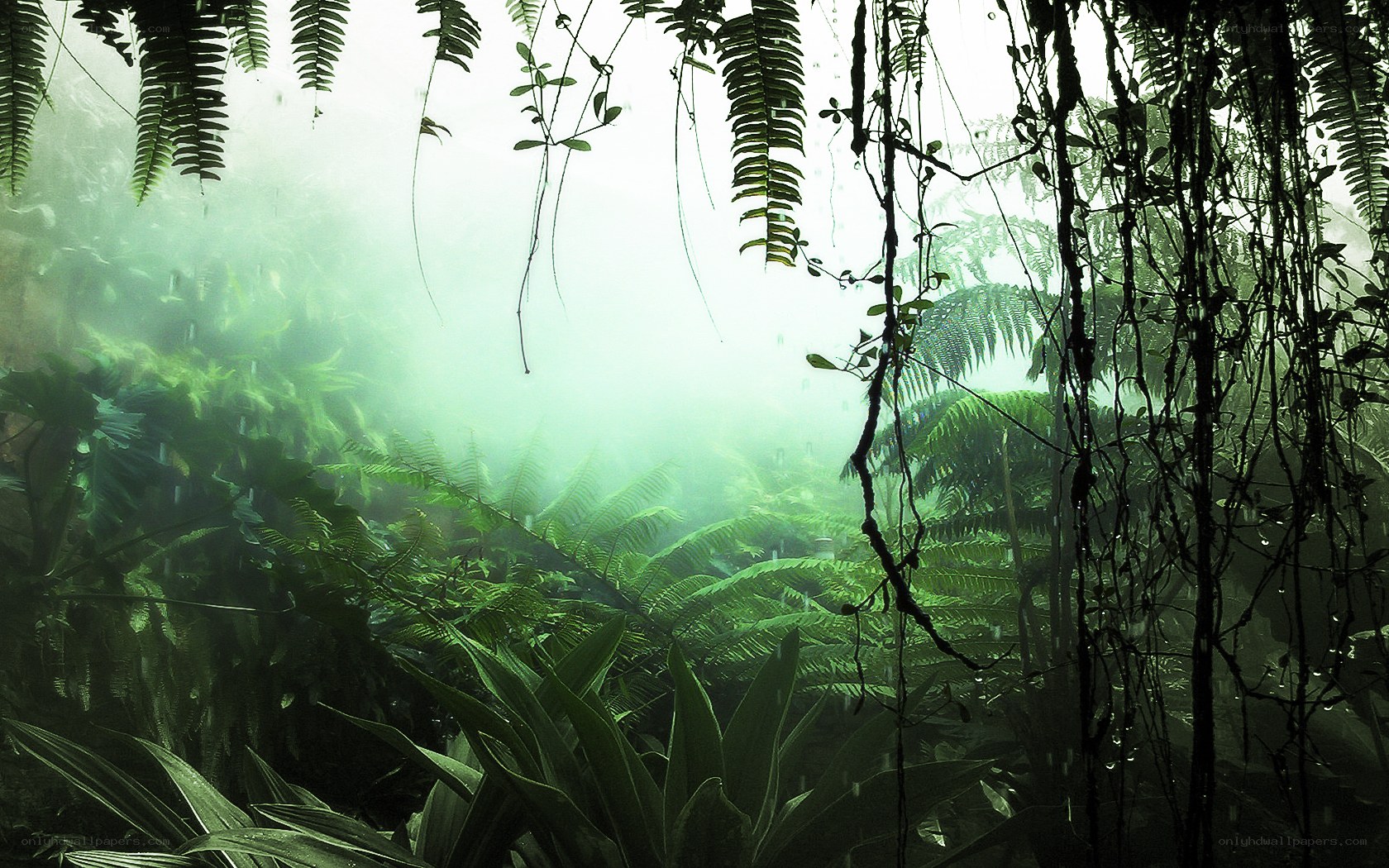 dense jungle with mist